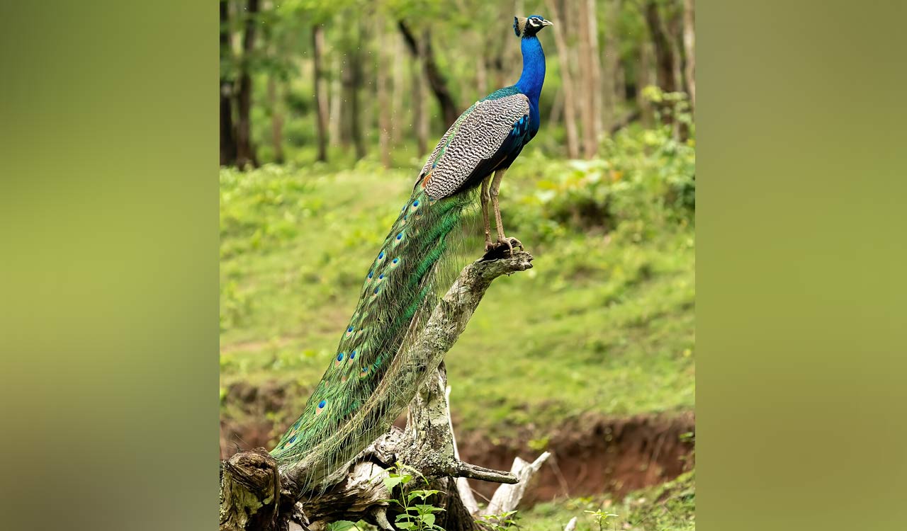 MP: Six peacocks die by electrocution
