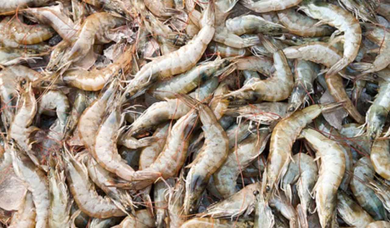 India-UK trade pact to boost seafood exports, create global opportunities