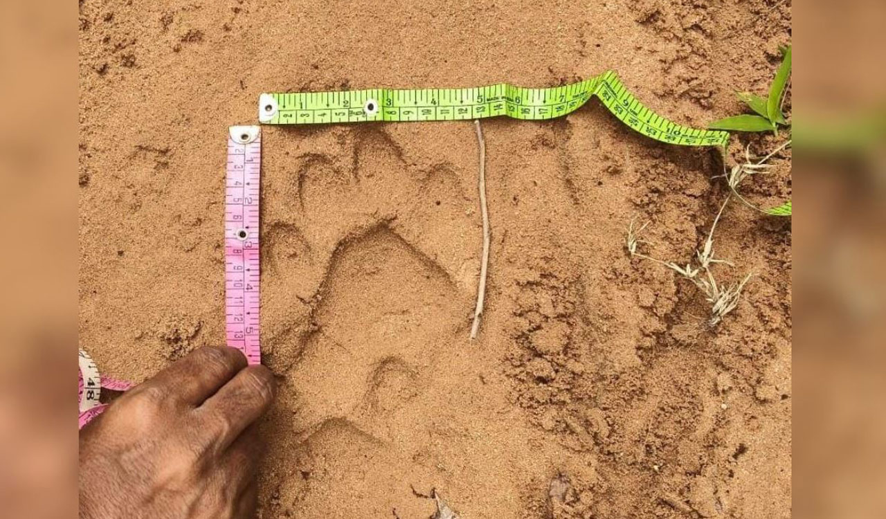 Migrant tiger kills calf in Mancherial, sparks panic among locals