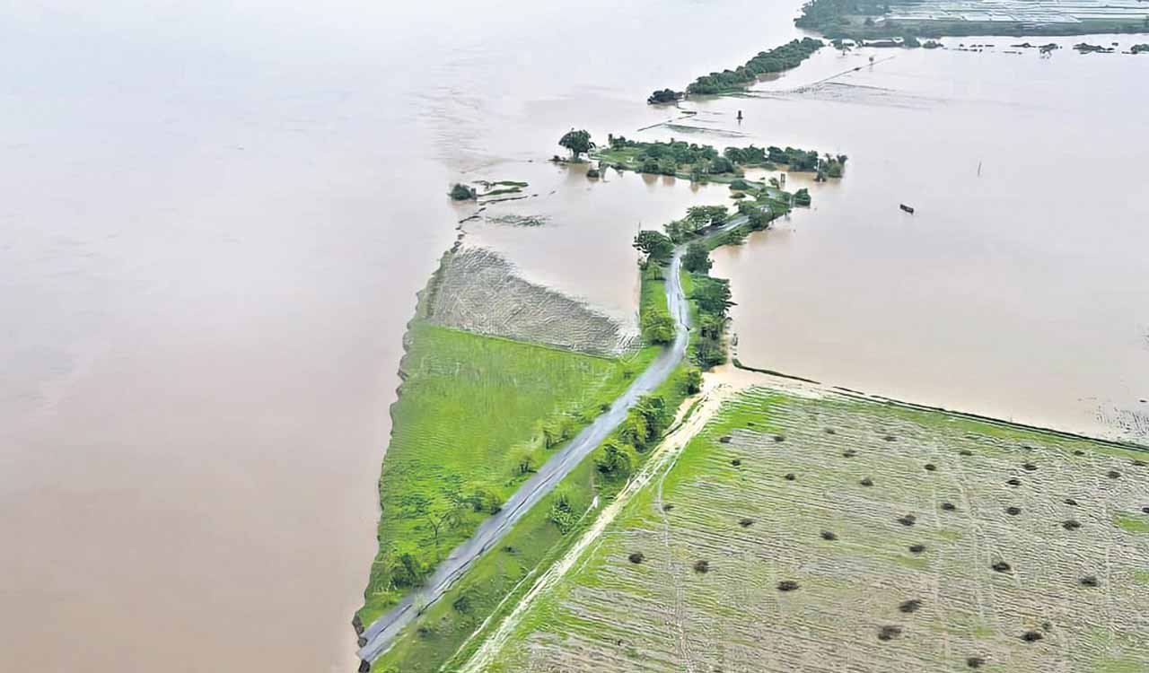 Incessant rains worry farmers in Sangareddy as black soil crops face stunted growth