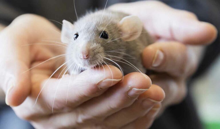 Rats bite Gurukulam students in Karimnagar