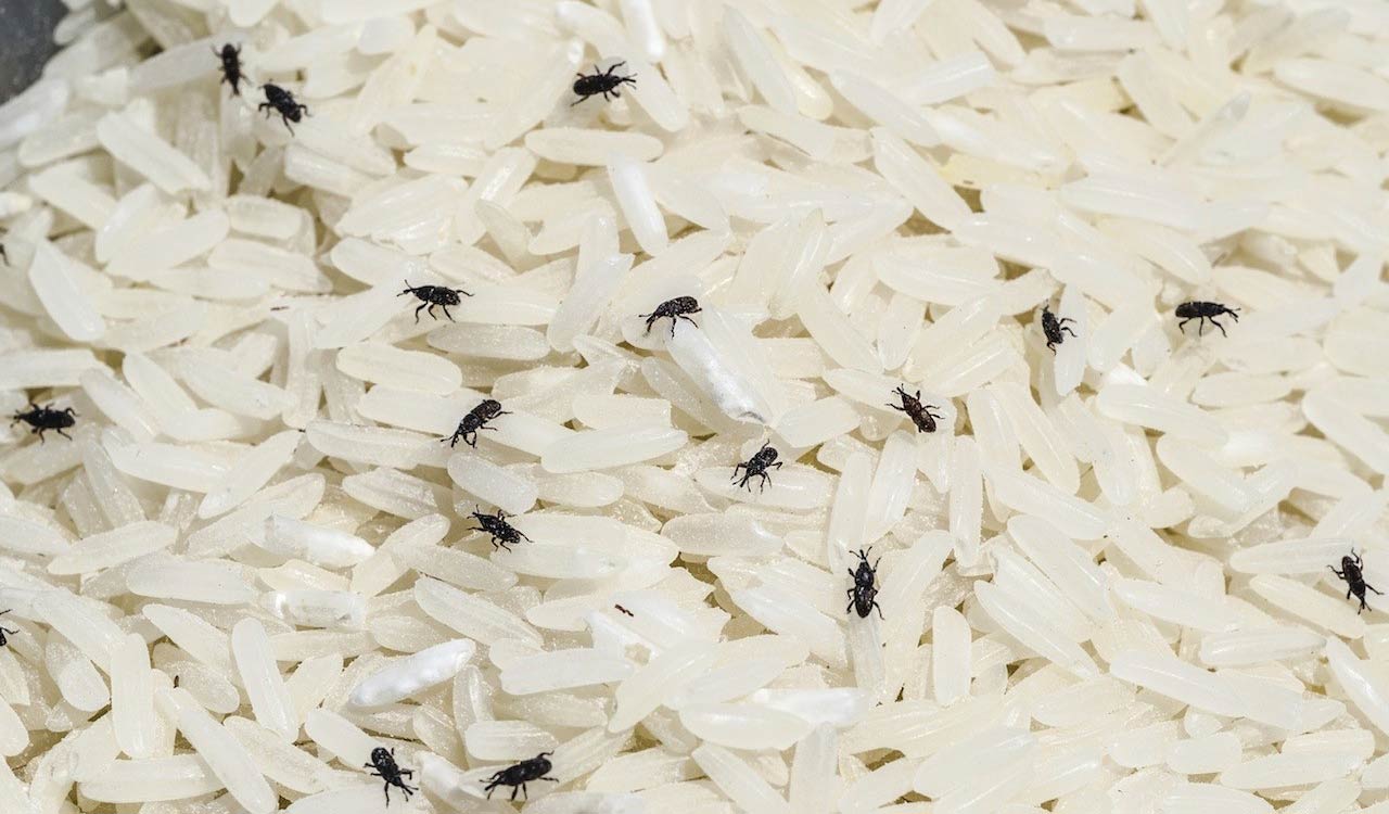 Warden suspended after students served insect-infested rice in Sangareddy hostel