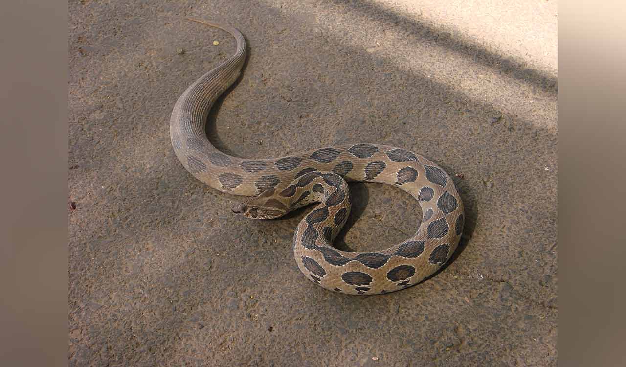 Accused arrested for killing two Russell’s Vipers