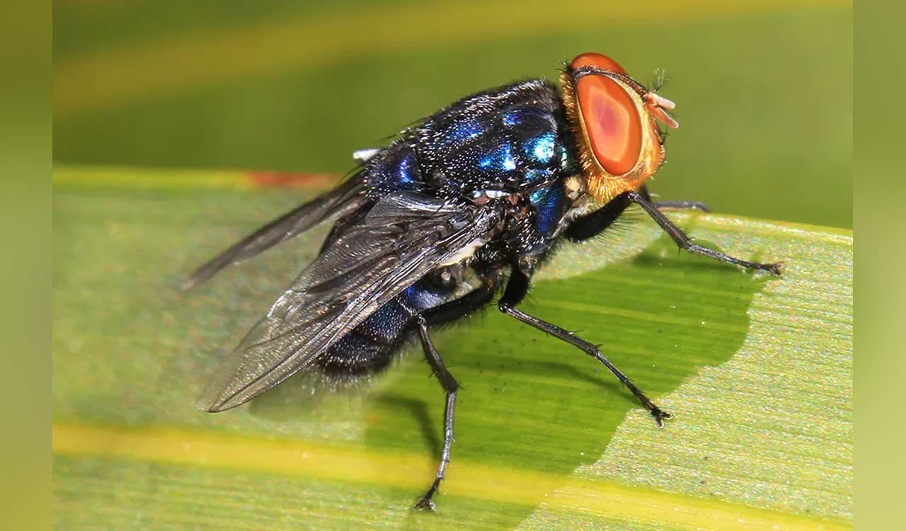 US plans to breed billions of flies to fight pest. Here is how it will work