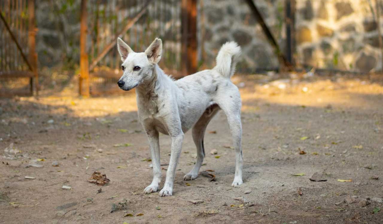 Elderly man booked for sexually abusing dog in Maharashtra’s Wardha