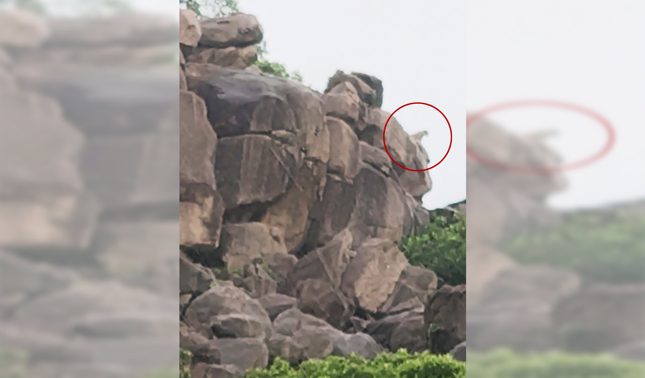 Sighting of leopard creates flutter in Nirmal town