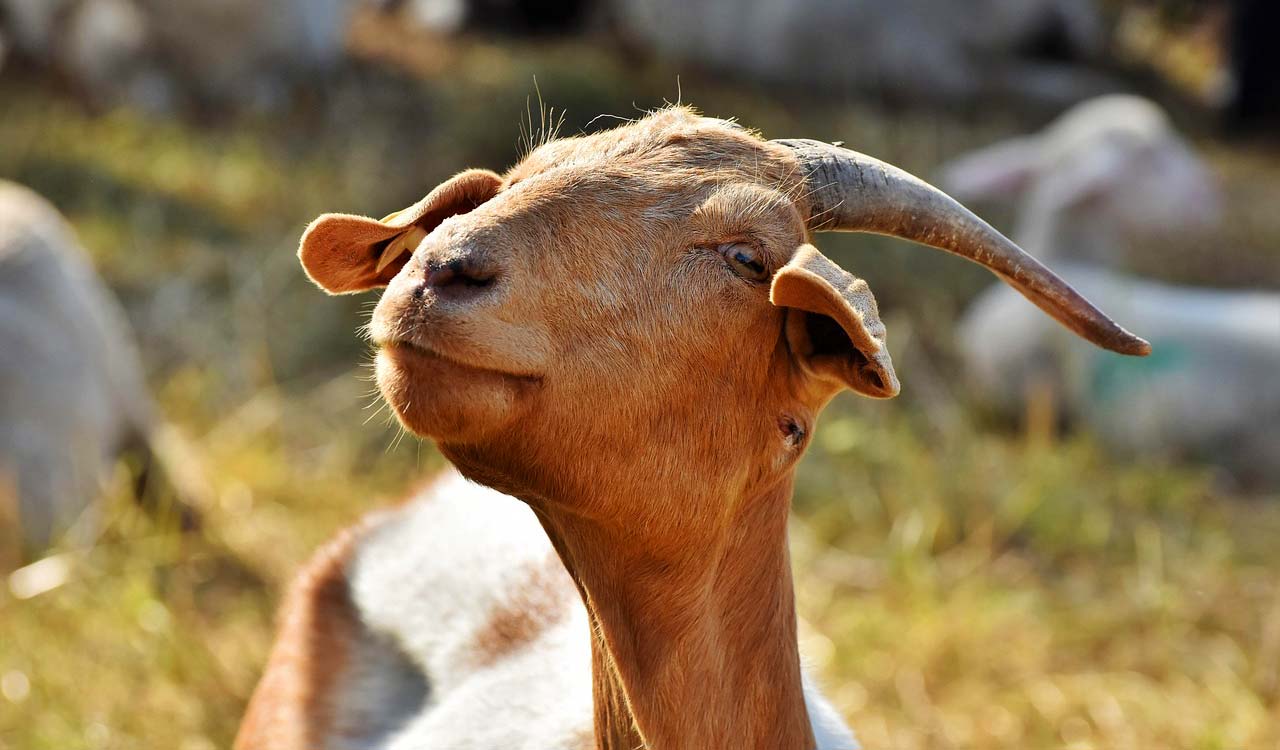 Telangana: Man bites, tears goat’s skin with teeth and bare hands, FIR filed after PETA complaint