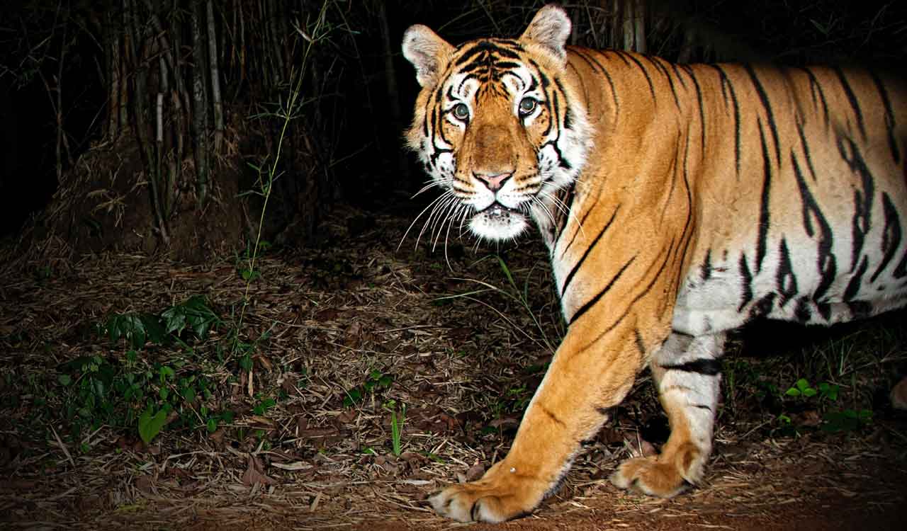 Telangana: Tiger population in Amrabad Tiger Reserve increases from 33 to 36