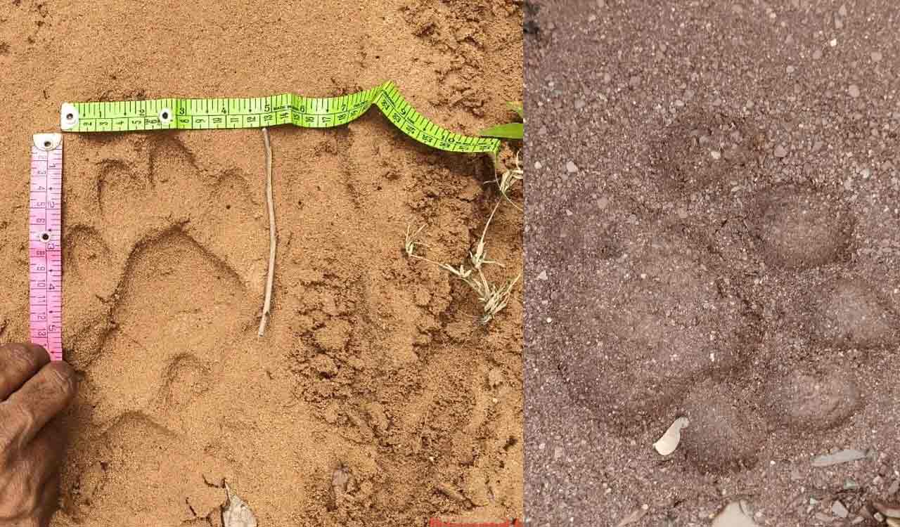 Transient tiger kills another calf in Mancherial, triggers panic among villagers