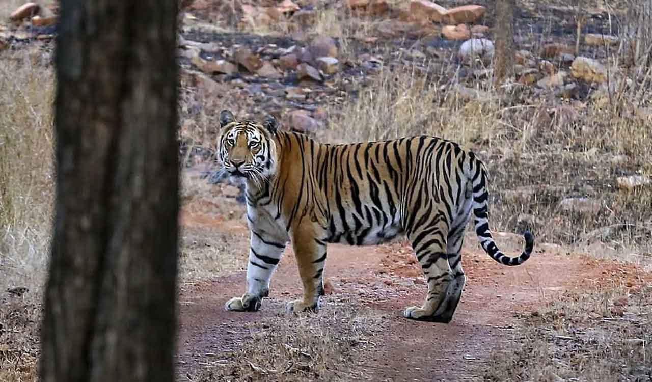 Telangana: Tiger attacks cattle herd, triggers panic in Asifabad villages