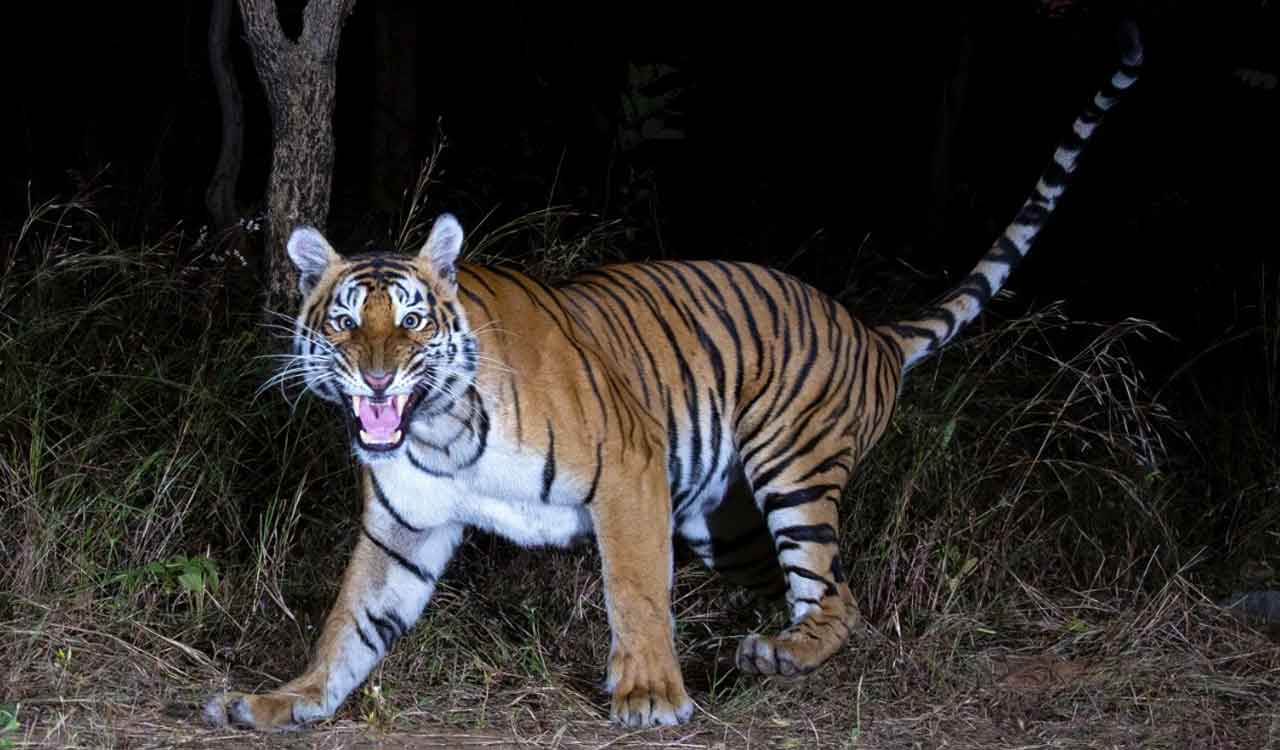 Telangana: Tiger population in Amrabad Tiger Reserve increases from 33 to 36