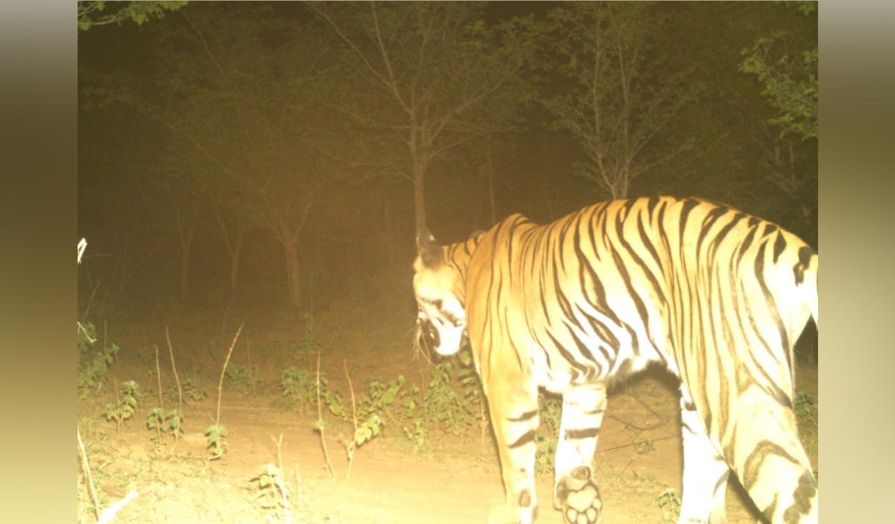 Tiger which killed a calf in Mancherial may have gone back to Asifabad
