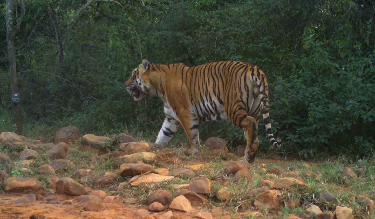Telangana: Tiger population in Amrabad Tiger Reserve increases from 33 to 36