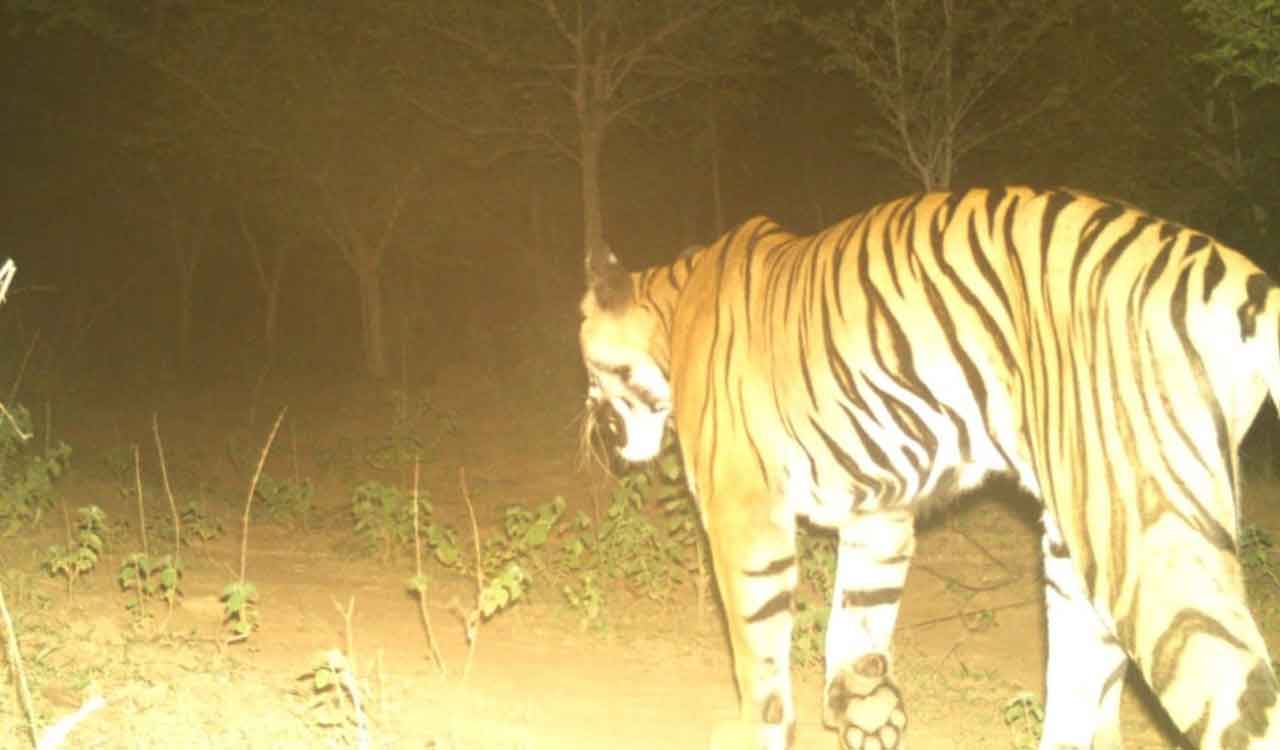 Successful Itikalaphad model can be emulated to attract tigers to Telangana