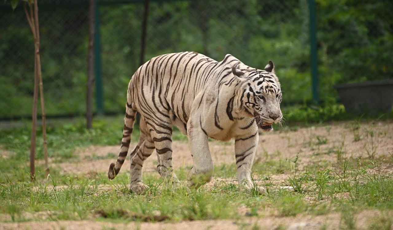 Telangana: White tiger released into enclosure in Kakatiya Zoological Park