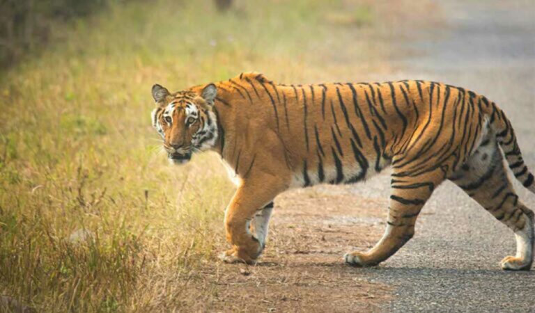 A tiger has been spotted roaming in Rebbena and Tiryani mandals of Kumram Bheem Asifabad, killing cattle. Forest officials are tracking its movement and urging villagers to stay alert and avoid forests.