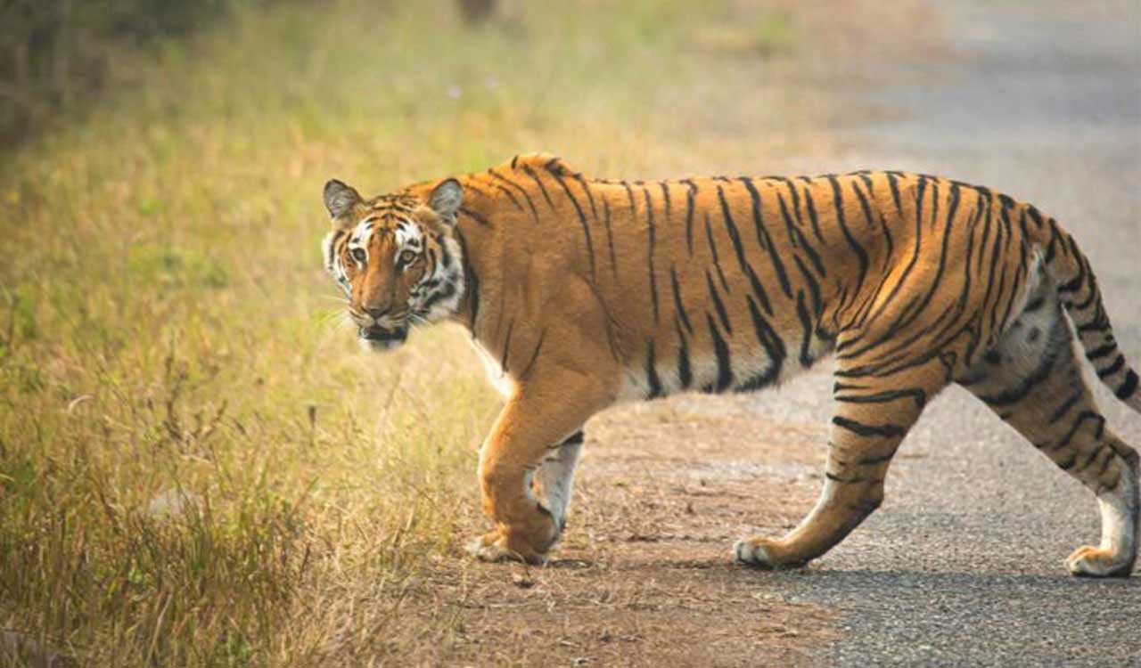 Tiger spotted in Asifabad kills cattle, officials urge caution