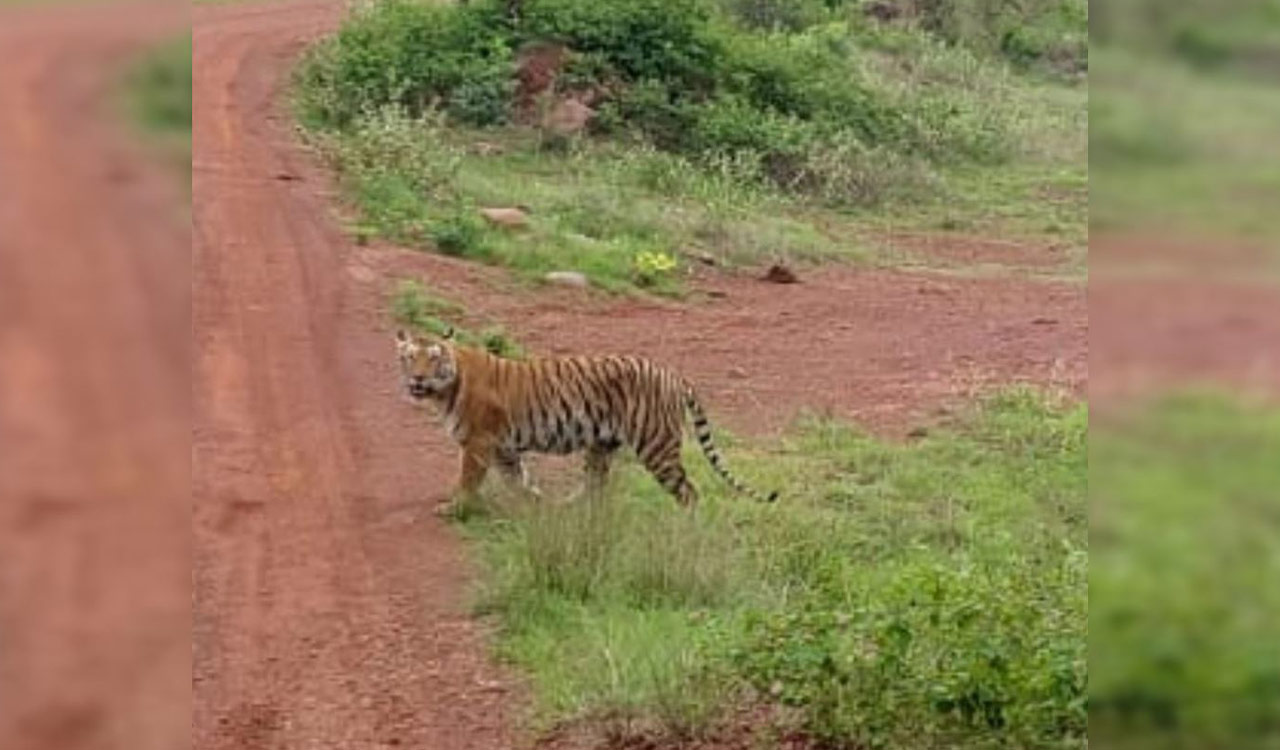 Prey Augmentation Centre at Maddimadugu range set to boost Tiger population in Amrabad Reserve