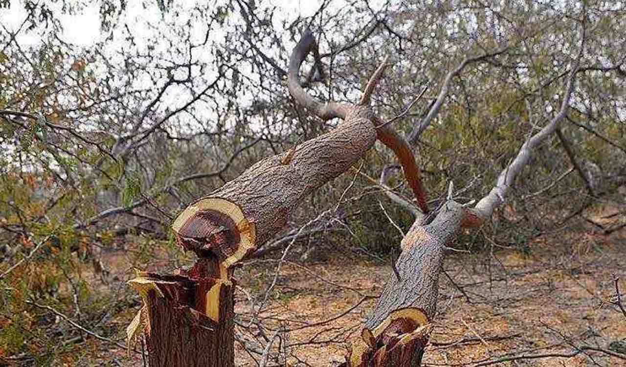 Hyderabad: Trees razed across 20 acres at Rajendranagar, students protest against deforestation