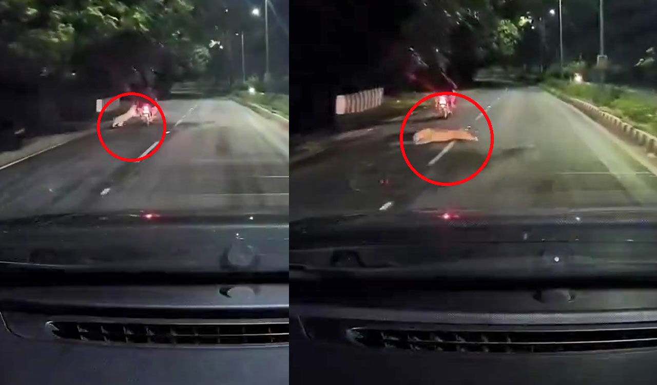 Watch: Leopard attempts to attack biker in Tirumala, narrowly misses as incident caught on camera