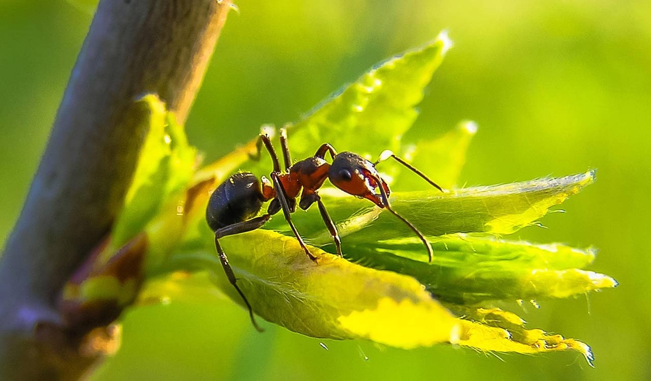 Ants beat humans to medicine, agriculture, and innovation
