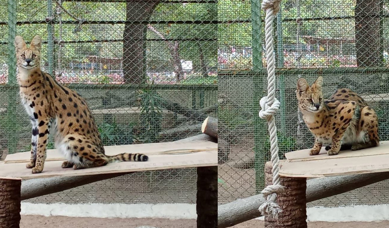 Watch: Hyderabad zoo welcomes exotic Serval cats, unveils stunning Telangana map garden