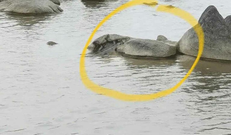 Crocodile Godavari