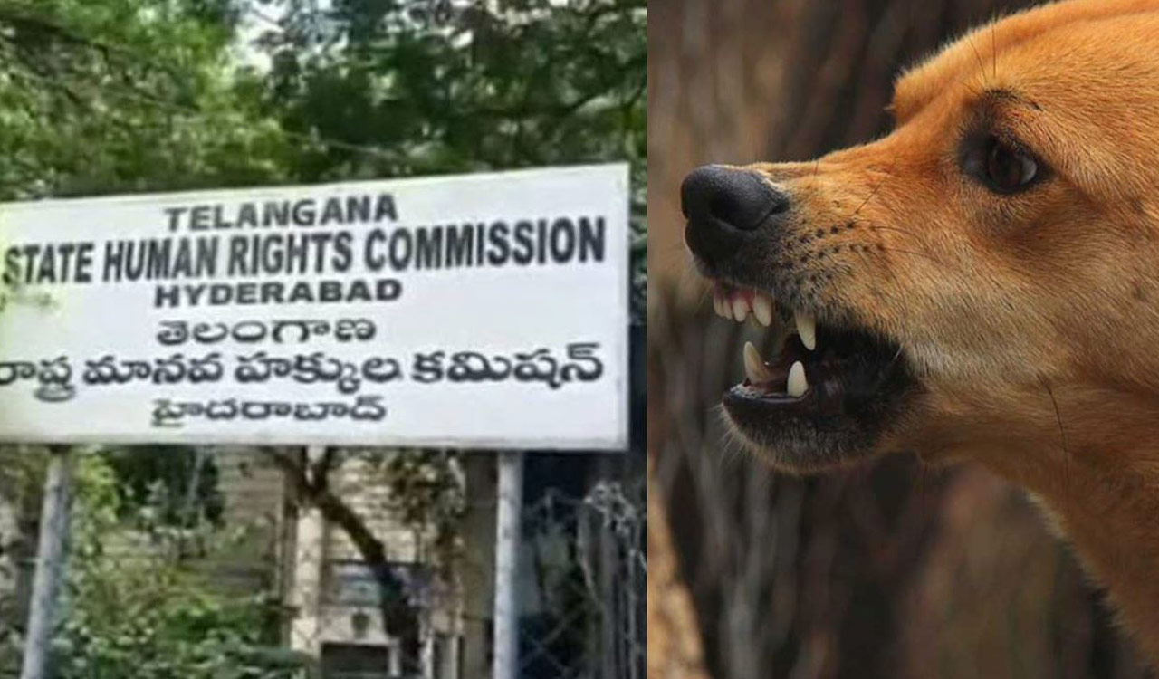 TGHRC seeks report from Chief Secretary on deaths in stray dog attacks
