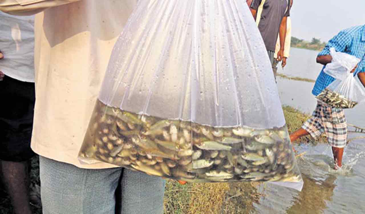 Fishlings scheme delay raises concern among Telangana fishermen
