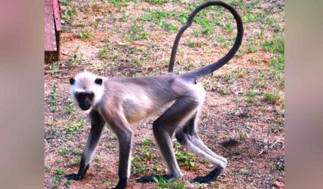 Langur 456x267
