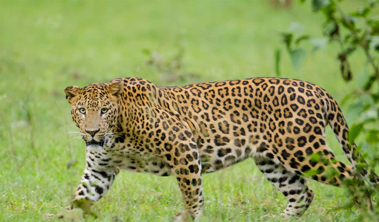 Elusive leopard trapped by forest officials in Hyderabad’s Gandipet after weeks-long search