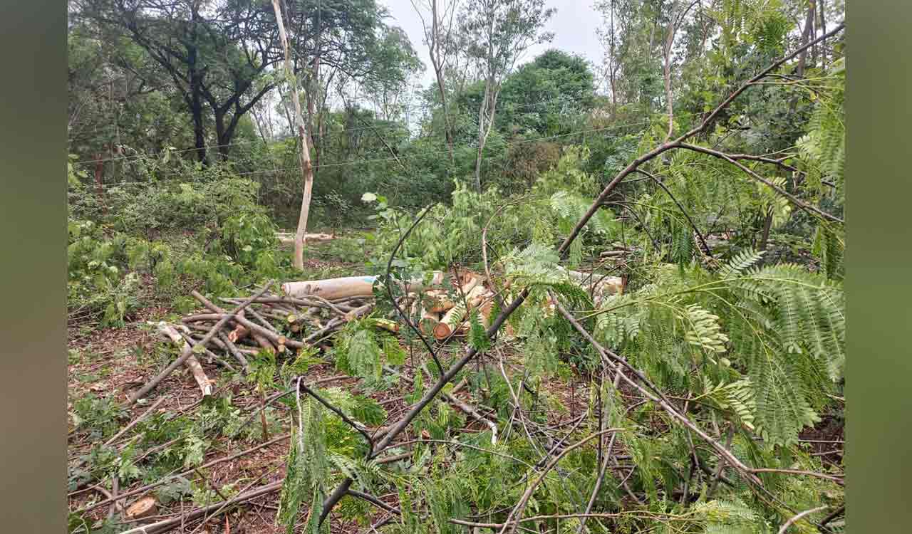 Hyderabad: Trees razed across 20 acres at Rajendranagar, students protest against deforestation