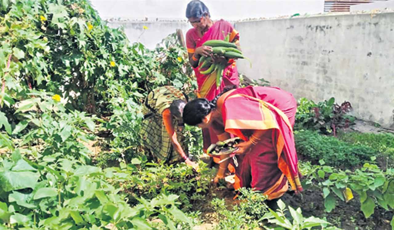 Anganwadi centres in Karimnagar to grow vegetables under Poshan Vatika scheme