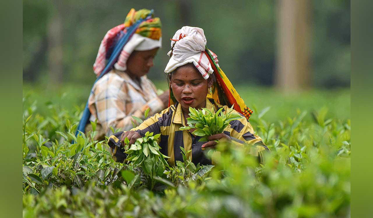 Ethnic groups in Upper Assam gives ultimatum to illegal settlers