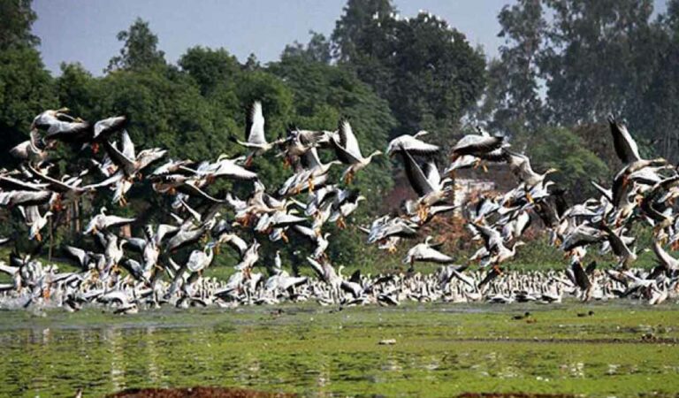 Birds F