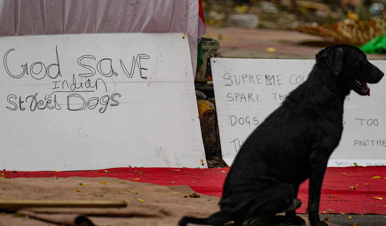 Animal rights activists mark ‘Black Thursday’ at Jantar Mantar against stray dog removal