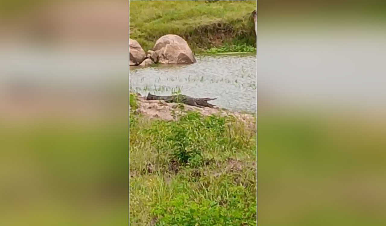 Watch: Crocodiles in irrigation tanks trigger fear among farmers