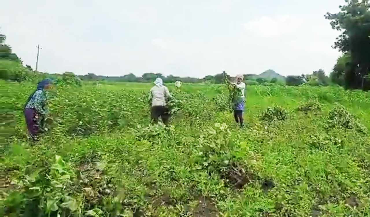 Watch video: Urea shortage forces Warangal farmer to uproot cotton crop