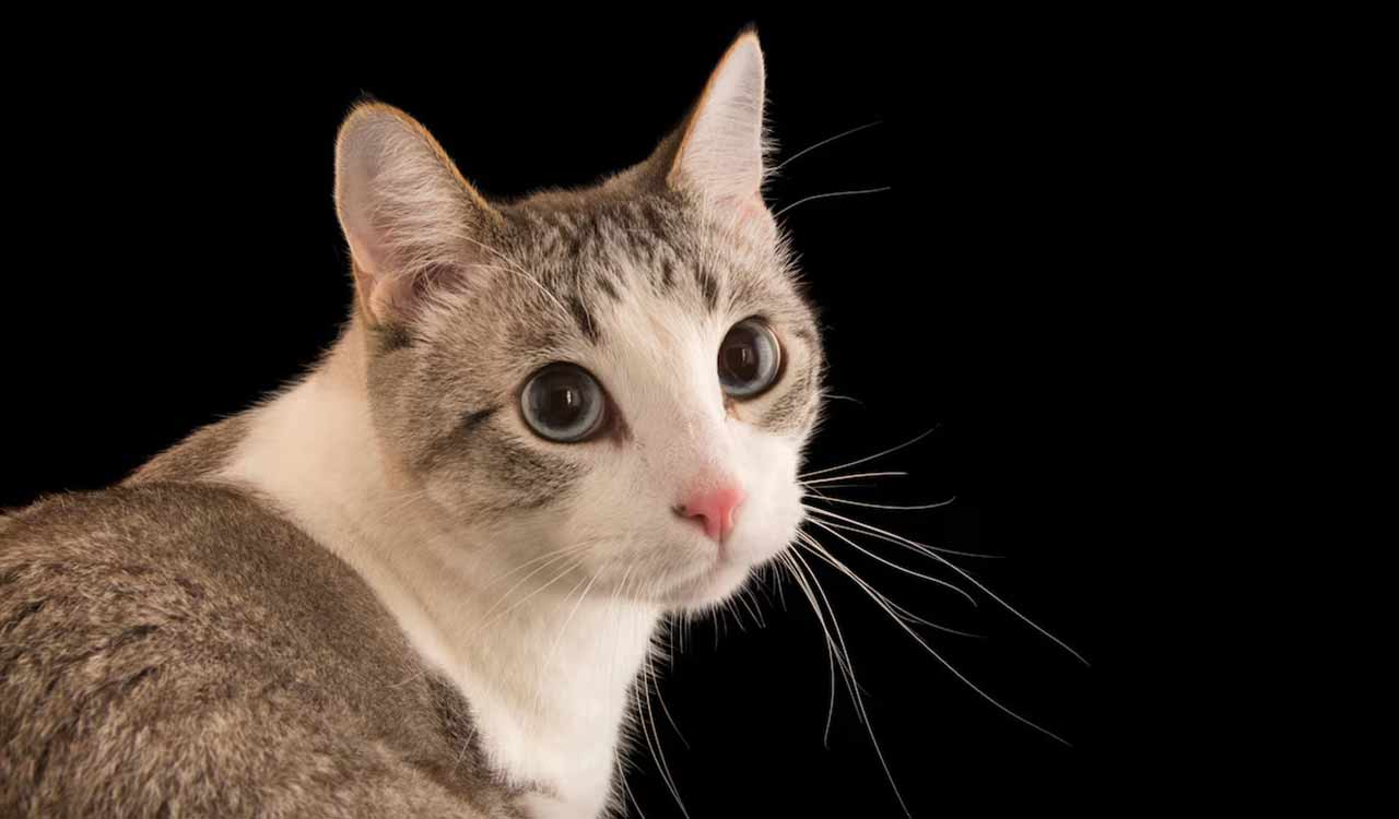 After dogs and tractors, cat seeks residence certificate in Bihar’s Rohtas district