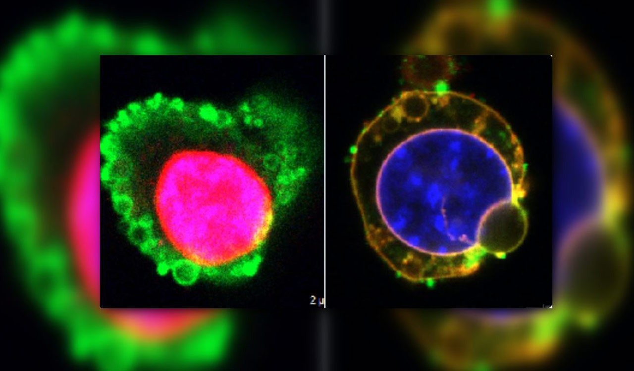 CCMB Hyderabad scientists unveil how cells can self-revive, expedite tissue regeneration