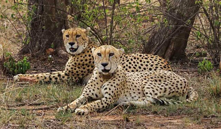 Cheetah F