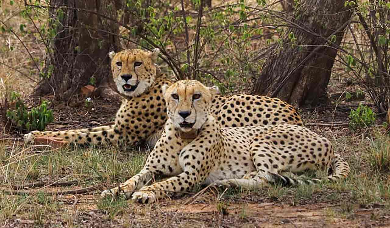 Cheetah travels from MP’s Kuno to Rajasthan; brought back home