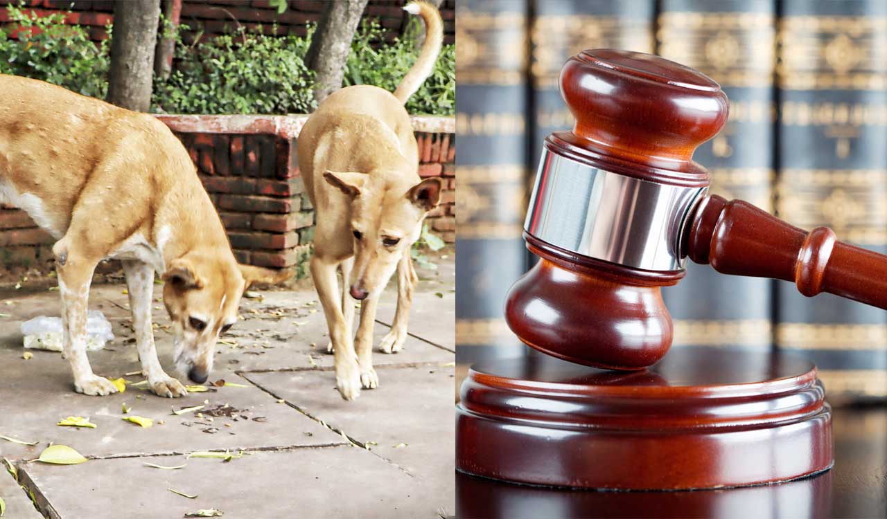 Editorial: SC strikes a middle path on street dogs