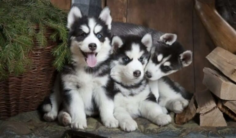 Dogs