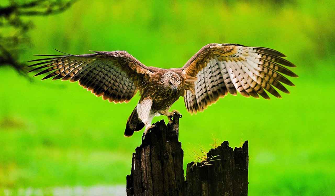 Rewind: Into the Wild lens — documentary photography saving wildlife and wilderness