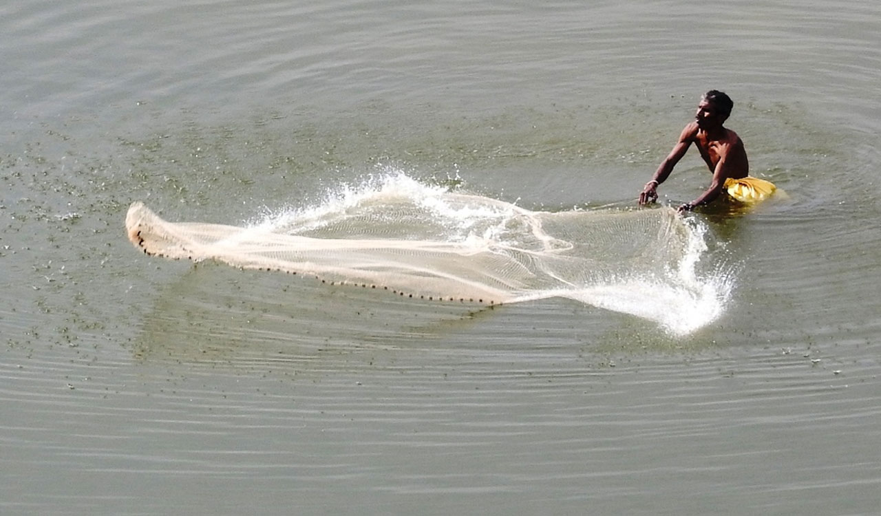 Telangana: Delay in release of fingerlings hits fishermen in Mancherial, Asifabad