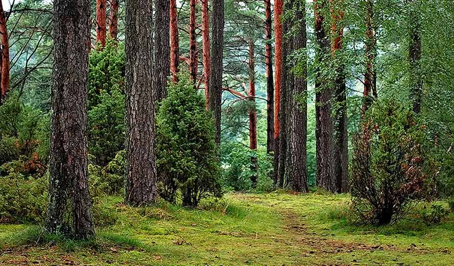 Forest department willing to allocate land to genuine farmers: Officials