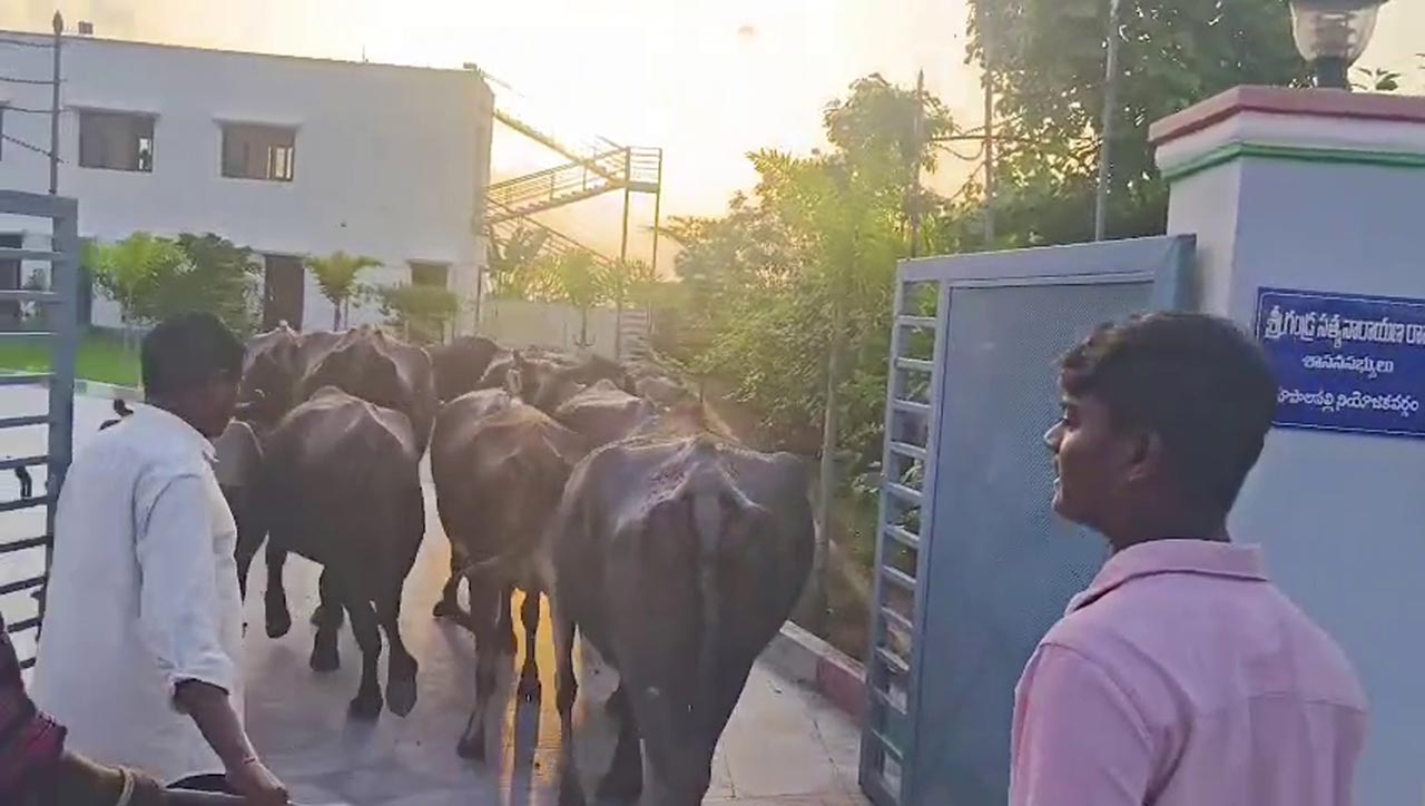 Couple protest by herding buffaloes into Bhupalpally MLA’s office