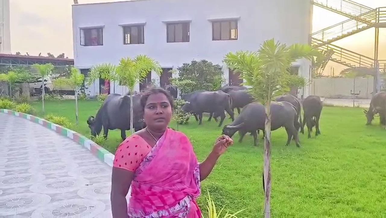 Couple protest by herding buffaloes into Bhupalpally MLA’s office