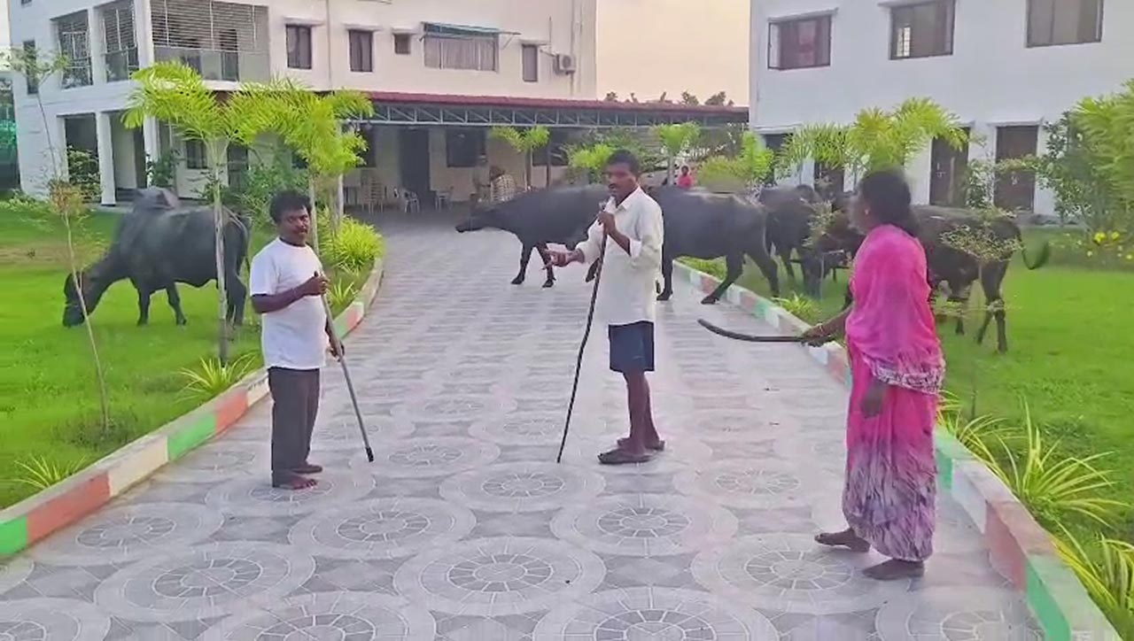 Couple protest by herding buffaloes into Bhupalpally MLA’s office